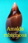 Amalda rubiginosa, Swainson 1823